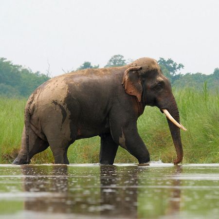 Family House - Bardia National Park Otel Bardiya Dış mekan fotoğraf