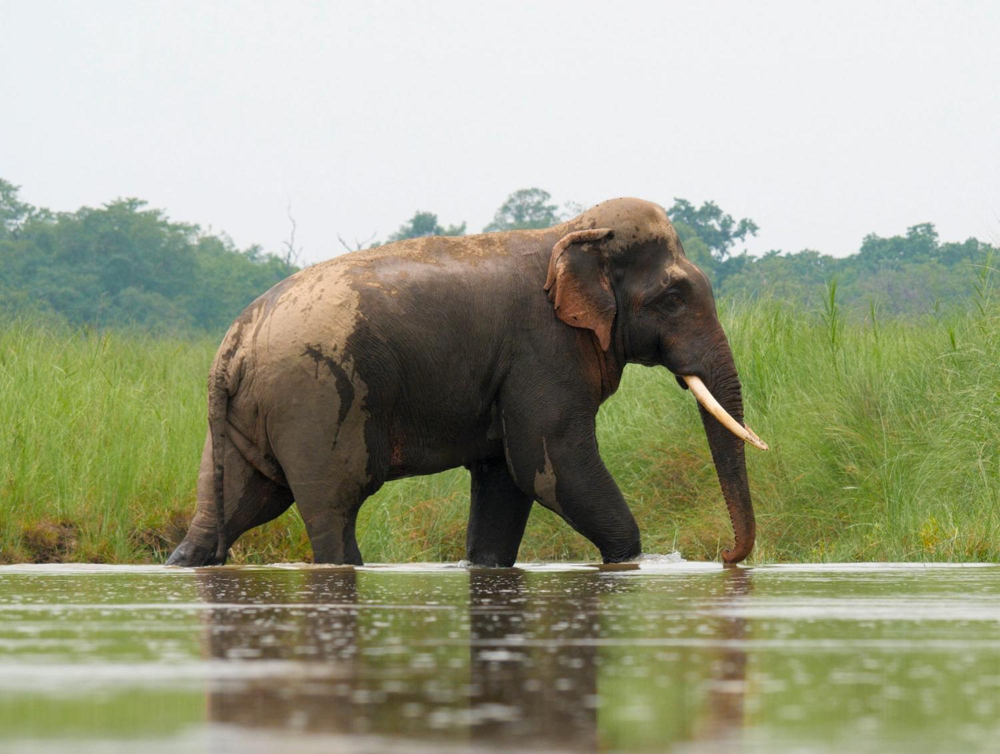 Family House - Bardia National Park Otel Bardiya Dış mekan fotoğraf